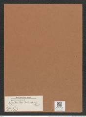 Brightwellia johnsonii Grev. (de-Toni-Nr.: Genus 197, Species 4818) Zeichnungen Sammlung Grunow Mappe 04682 (Herbarium_W_Grunow_drawings_Folder_04682)